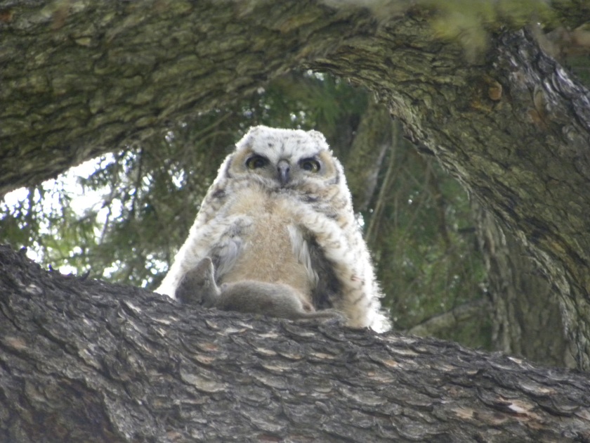 Great Horned baby with mouse