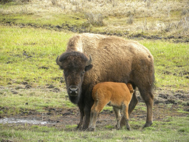 Bison and nursing calf