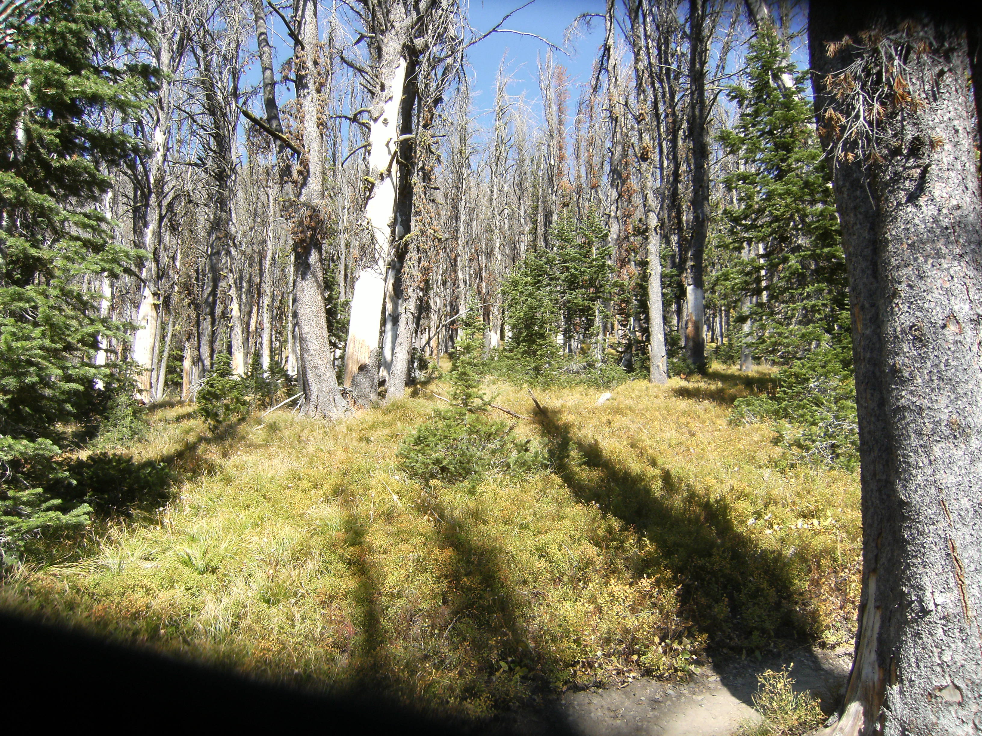 Avalanche Peak, Yellowstone.  Dead whitebark pines