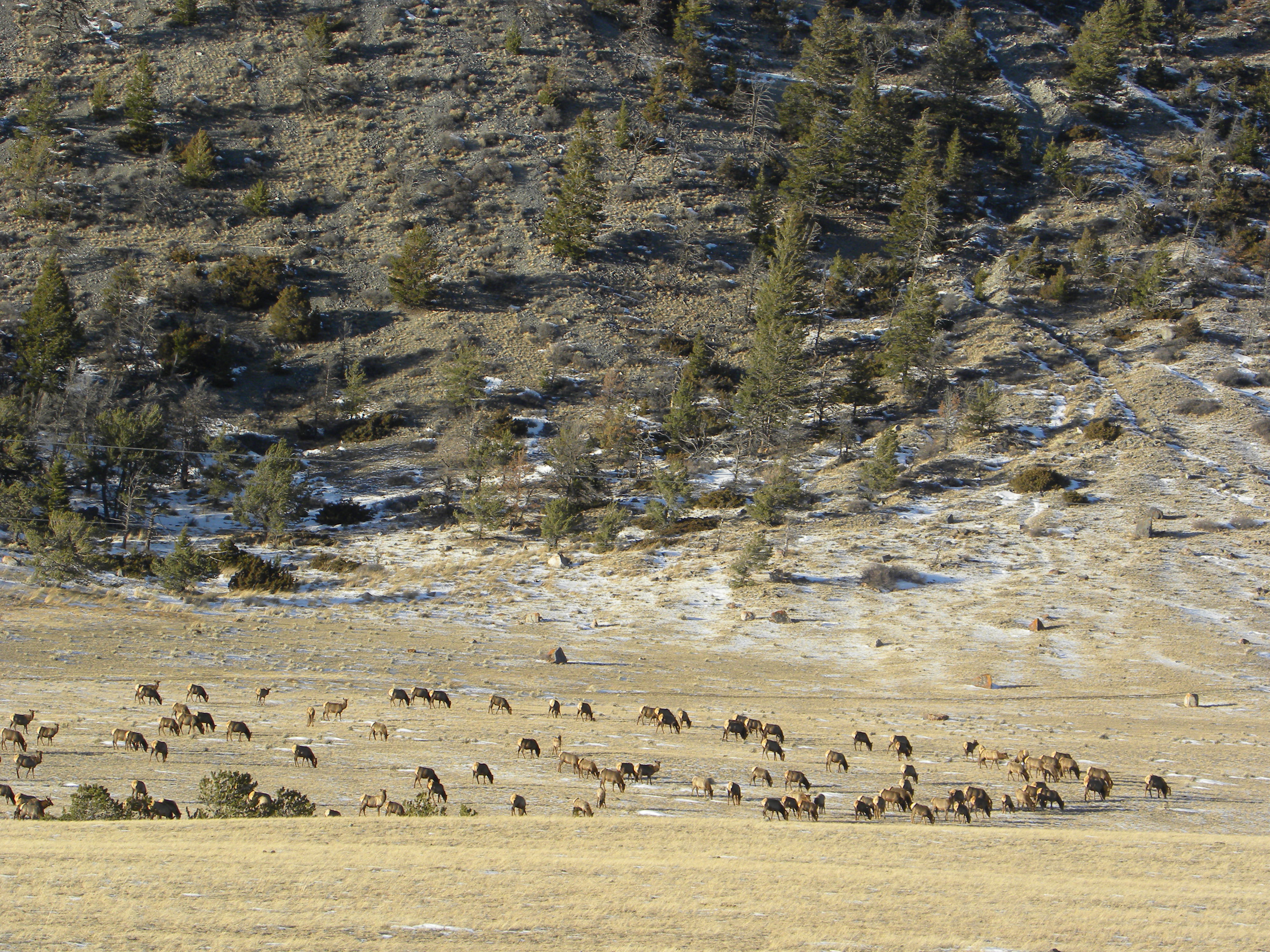 This is a large herd of about 350 elk.  No snow in January