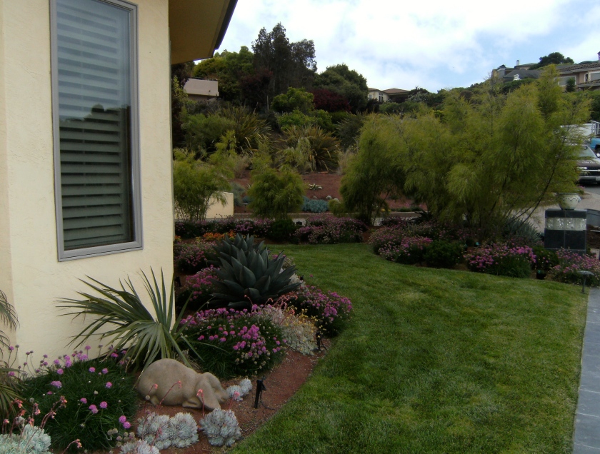 Except the small lawn, the beds are all low water, mostly succulents/natives