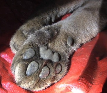 Cougar paw