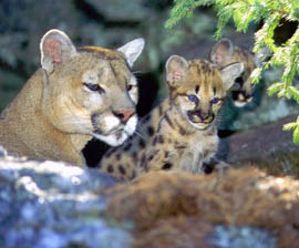 cougar-with-kits