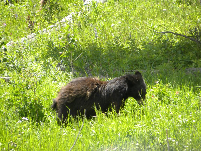 Little Black bear in Yellowstone