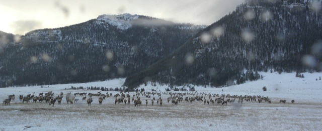 About 2000 elk are in the valley in winter.  