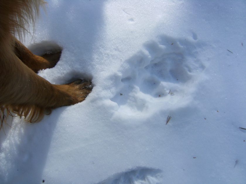Koda compares his foot to a wolf track
