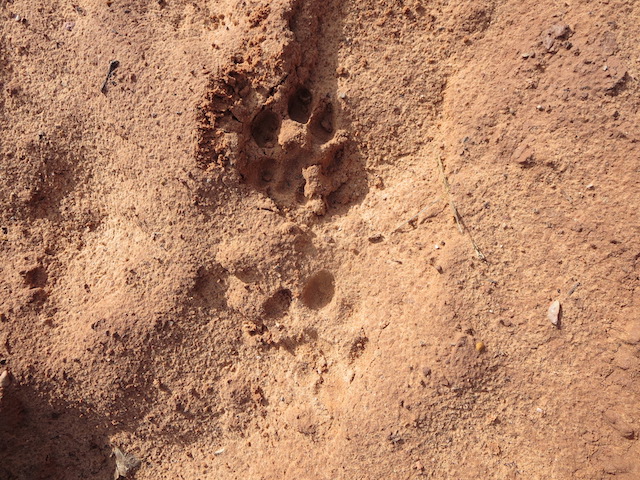 Bobcat prints in sand