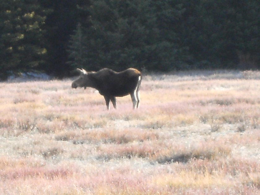 Moose in nearby meadow