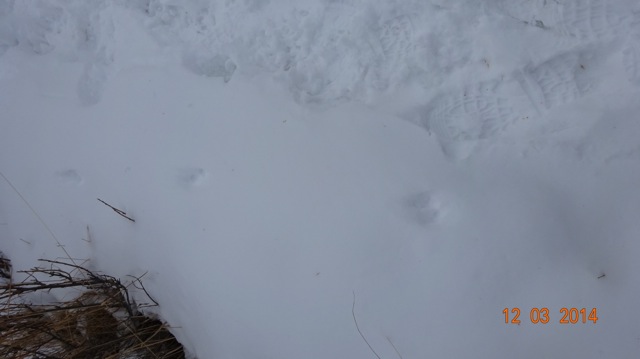 Weasel tracks next to my footprint