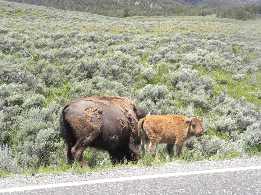 Bison and baby