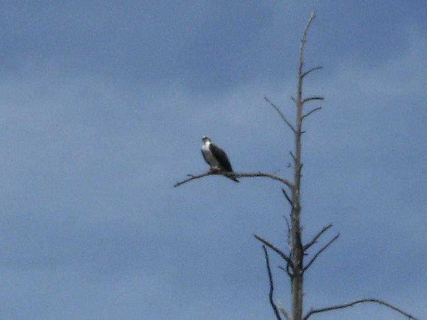 Male osprey nearby nest, with fish in talons