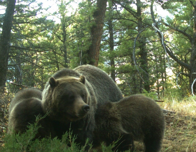 Grizzly mom and cubs