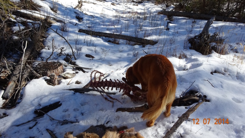 Koda enjoys an elk carcass killed by wolves