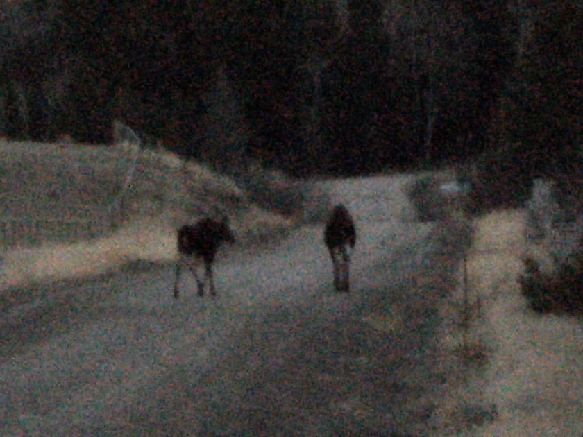 Moose walking down my road at dusk