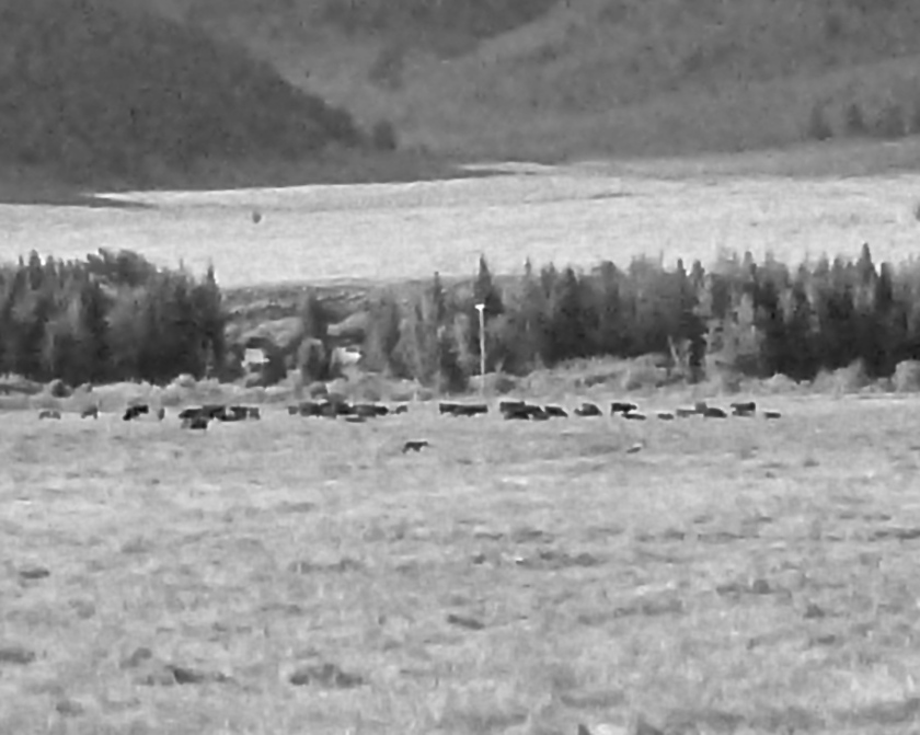 Hard to see, but the small dot in the foreground is the wolf mousing amongst the cattle